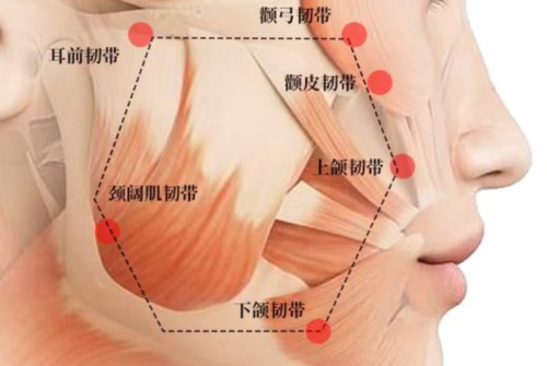 韌帶提升效果能維持多久？醫(yī)生不會(huì)主動(dòng)說(shuō)的維持期真相